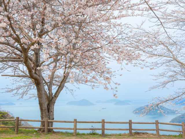 ミニそらバスで行く！紫雲出山さくらツアー　3月31日【午前の部】