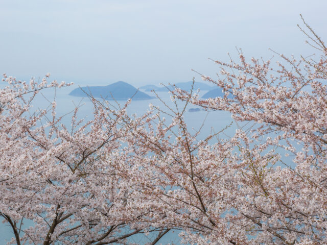 ミニそらバスで行く！紫雲出山さくらツアー　4月7日